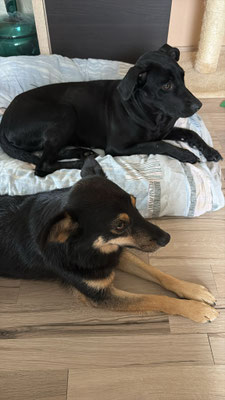 COCO & CYGAN