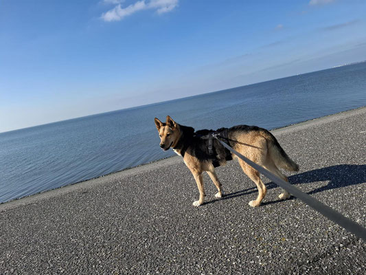 NORA
