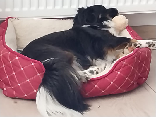 PIPPA
