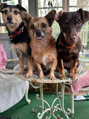 NORKA, FOXY & LOLA