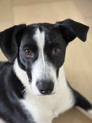 ZUKO