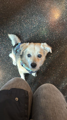 Fritz