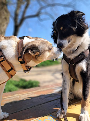 BENJI & CHILI