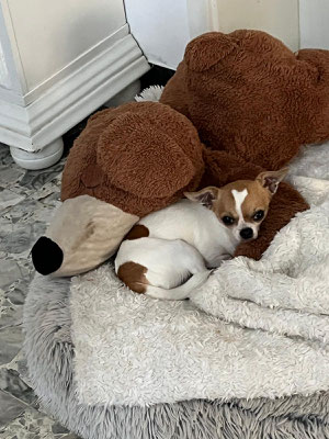 LILO