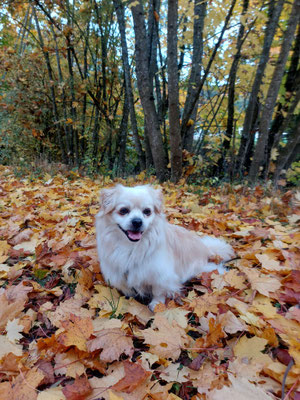GIZMO