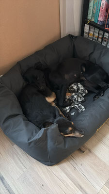 COCO & CYGAN