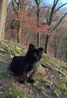 COCO