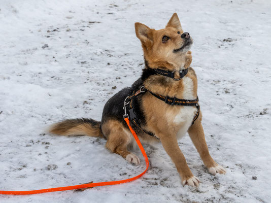 LENI