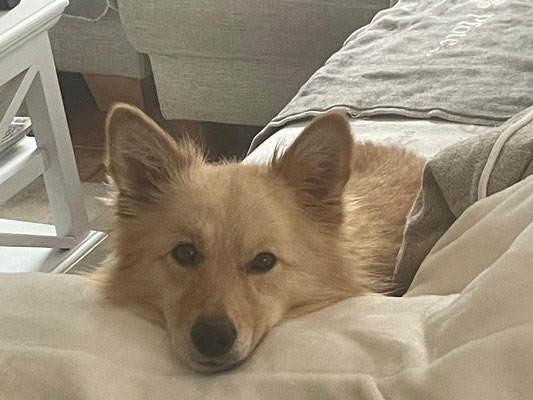 ROKI