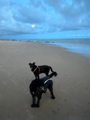 ALBIN & LENARD