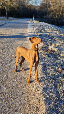 MATTEO