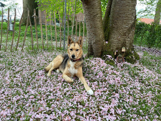 NORA