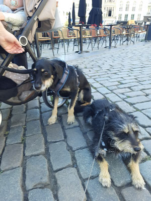 DEXTER & ERDA