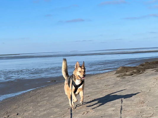 NORA