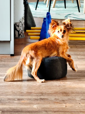 PIPI