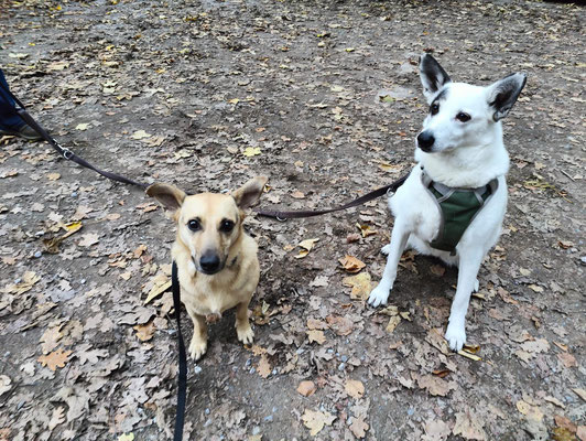 CHICO & SANTA