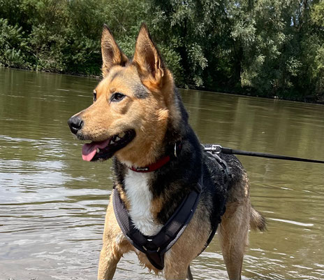 NORA