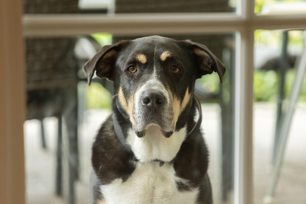 ARES