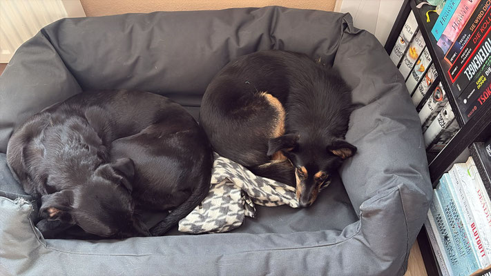 COCO & CYGAN