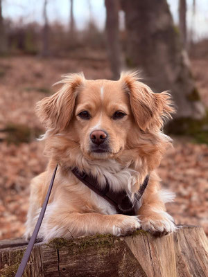 TULI