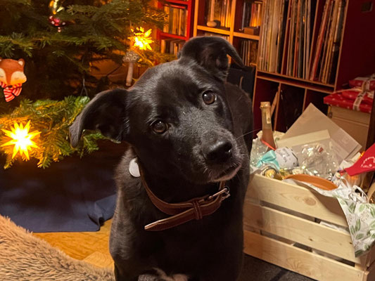 STELLA