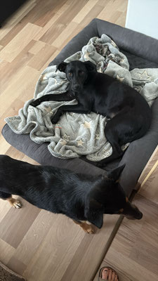 COCO & CYGAN