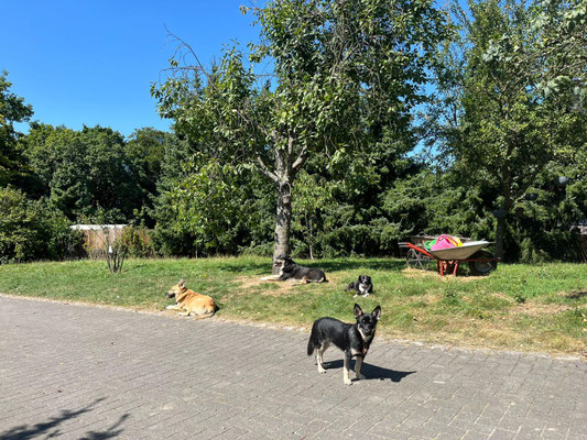 STASIO, ARES & ANTON