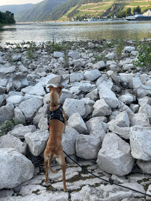ROXY