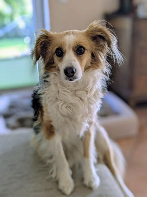 SOPHIA