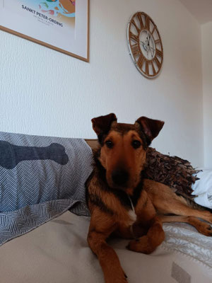 VIKTOR