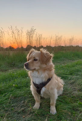 TULI