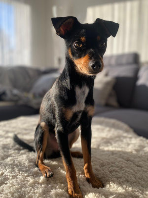 CHICO