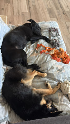 COCO & CYGAN