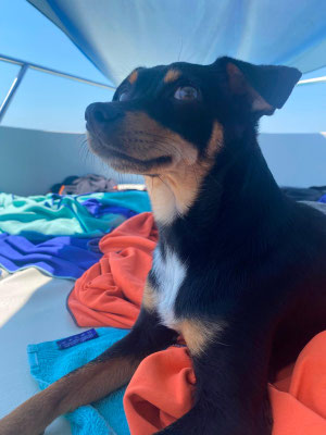CHICO