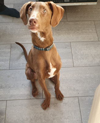 MATTEO