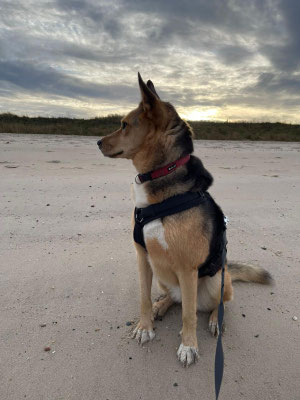 NORA