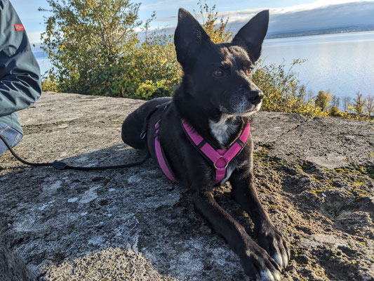 EMMI