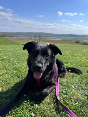 KORA