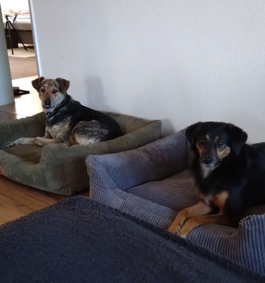 WAJANA & WILMA