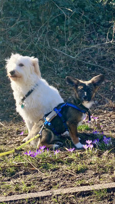 FRITZI/SOCKE