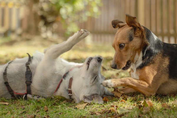 MILKA & MULAN