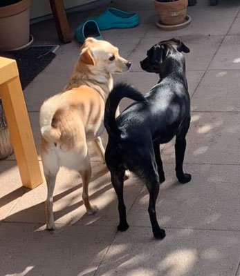MINI & COCO