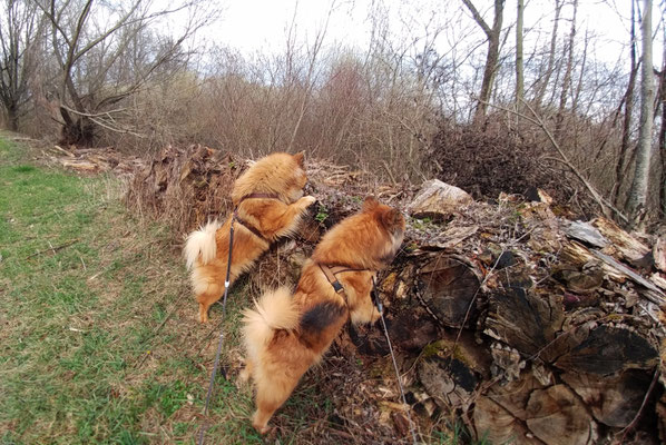 Bia und Ronja an der "Leckerchen-Holzbar" 