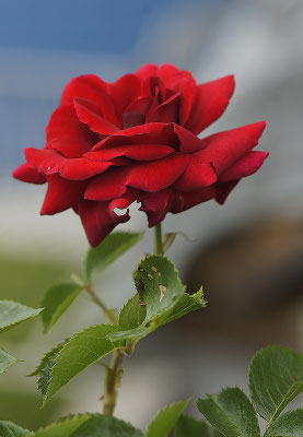 unsere Hausrose - Rose Santana
