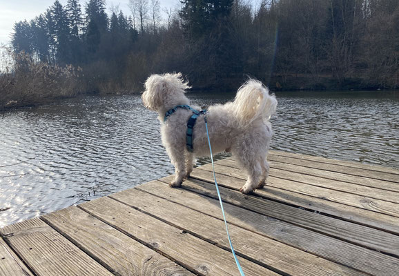Filou in seinem Element: Enten beobachten