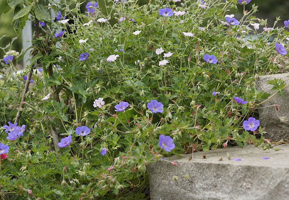Geranium wallichianum 'Rozanne' - Storchschnabel