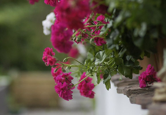 Geranium