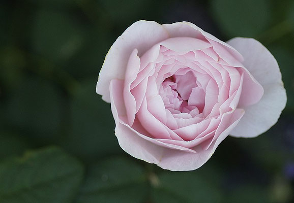 Rosa Queen of sweden