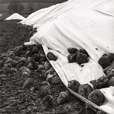 Tarps in landscape near Klein Escherde, 2017