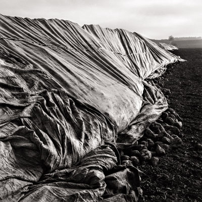 Tarps covering sugar beet mounds, Mahlerten 2018